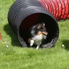 Agility - Tunnelausgang