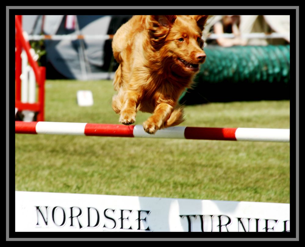 Agility-Turnier heute in Sandstedt