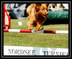 Agility-Turnier heute in Sandstedt