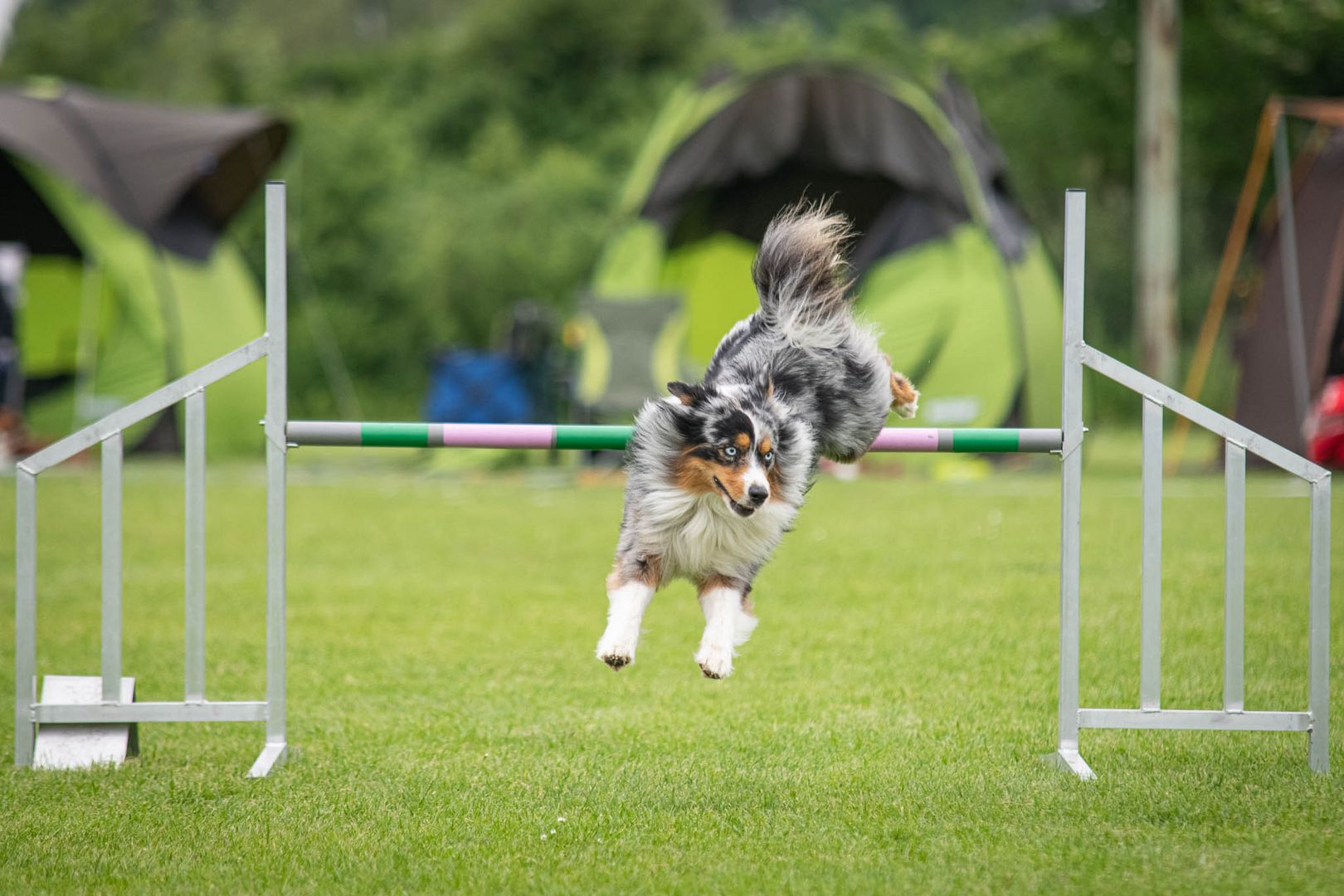 Agility-Turnier - Hürde