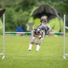 Agility-Turnier - Hürde