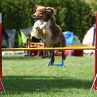 Agility-Turnier in Lage/Lippe