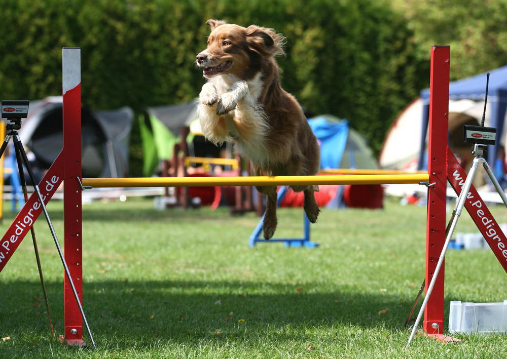 Agility-Turnier in Lage/Lippe