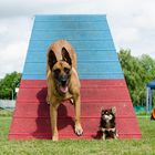 Agility Turnier Osnabrück