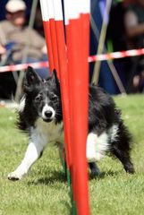 Agility-Turnier Sandstedt