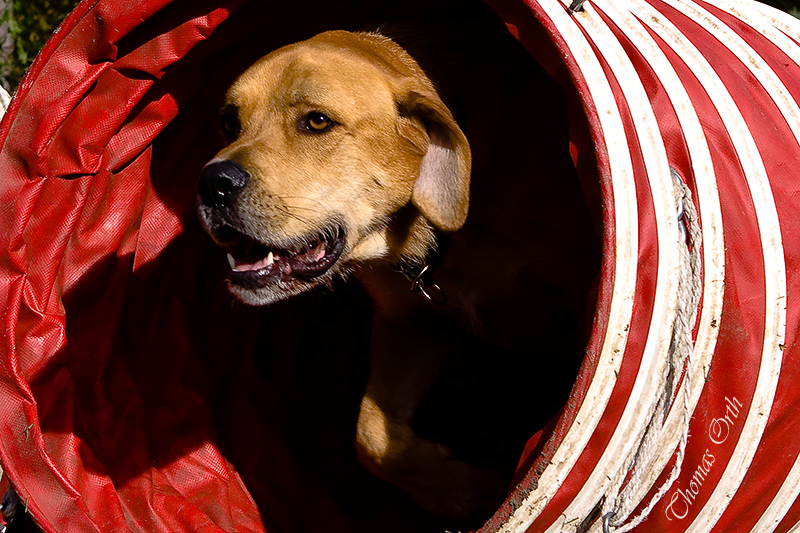 Agility und das Licht am Ende des Tunnels