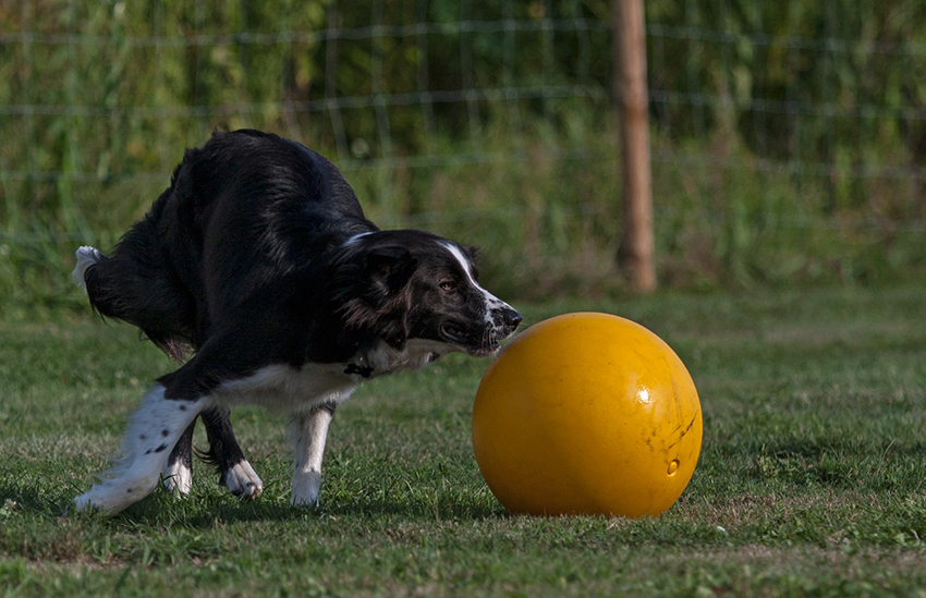 Agility und Treibball