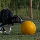 Agility und Treibball