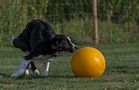 Agility und Treibball by LauraFlorence 