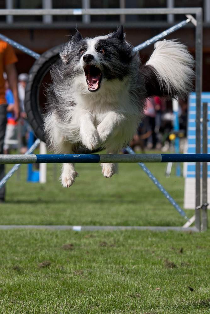 Agility Uster 02.06.2012