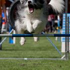 Agility Uster 02.06.2012