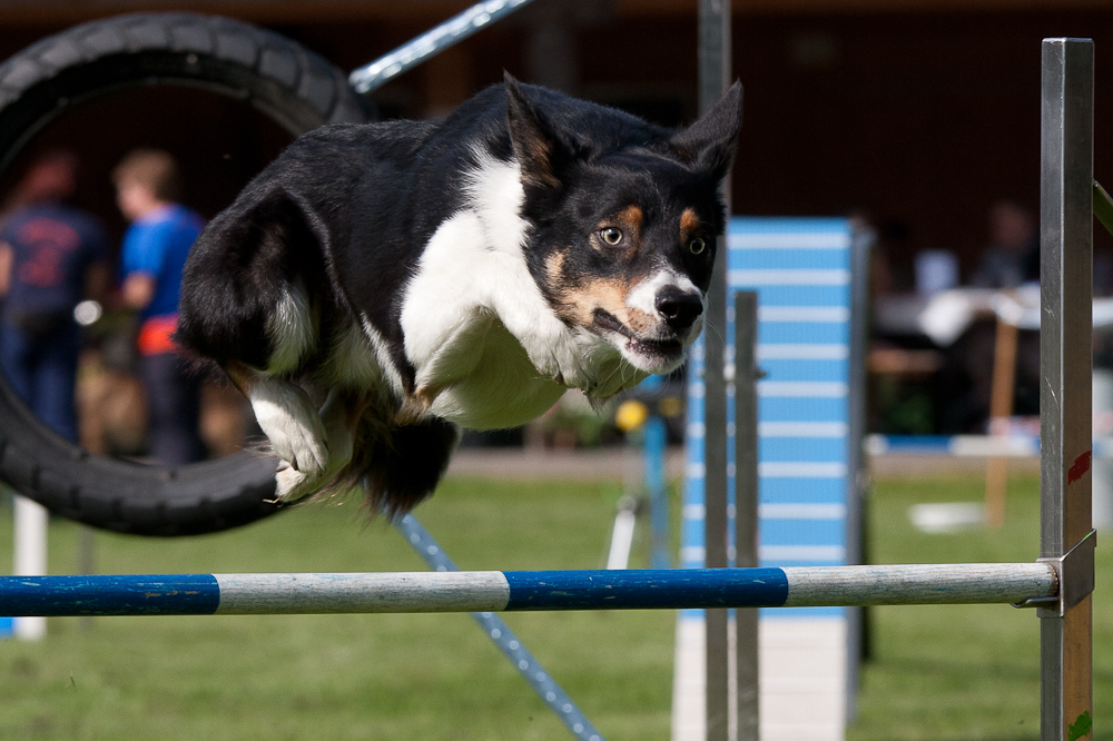 Agility-Uster 02.06.2012