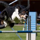 Agility-Uster 02.06.2012