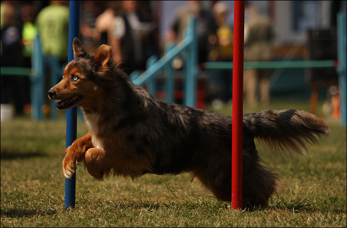 Agility | Vereinsmeisterschaften in Hannover Sahlkamp