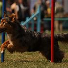 Agility | Vereinsmeisterschaften in Hannover Sahlkamp