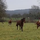 Agitation dans le pré 