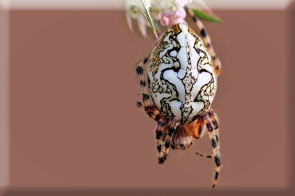 ...Aglaé la tatouée...