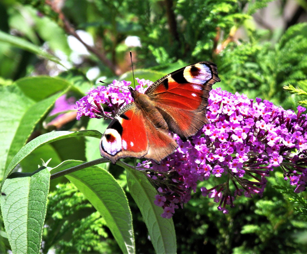 Aglais io