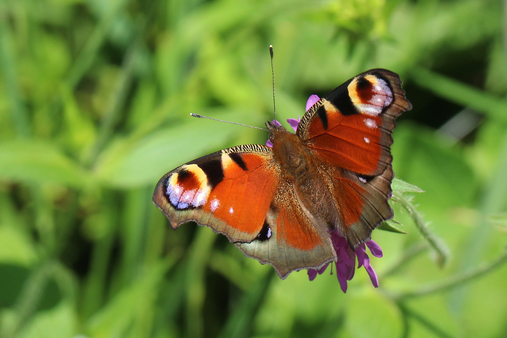 Aglais io