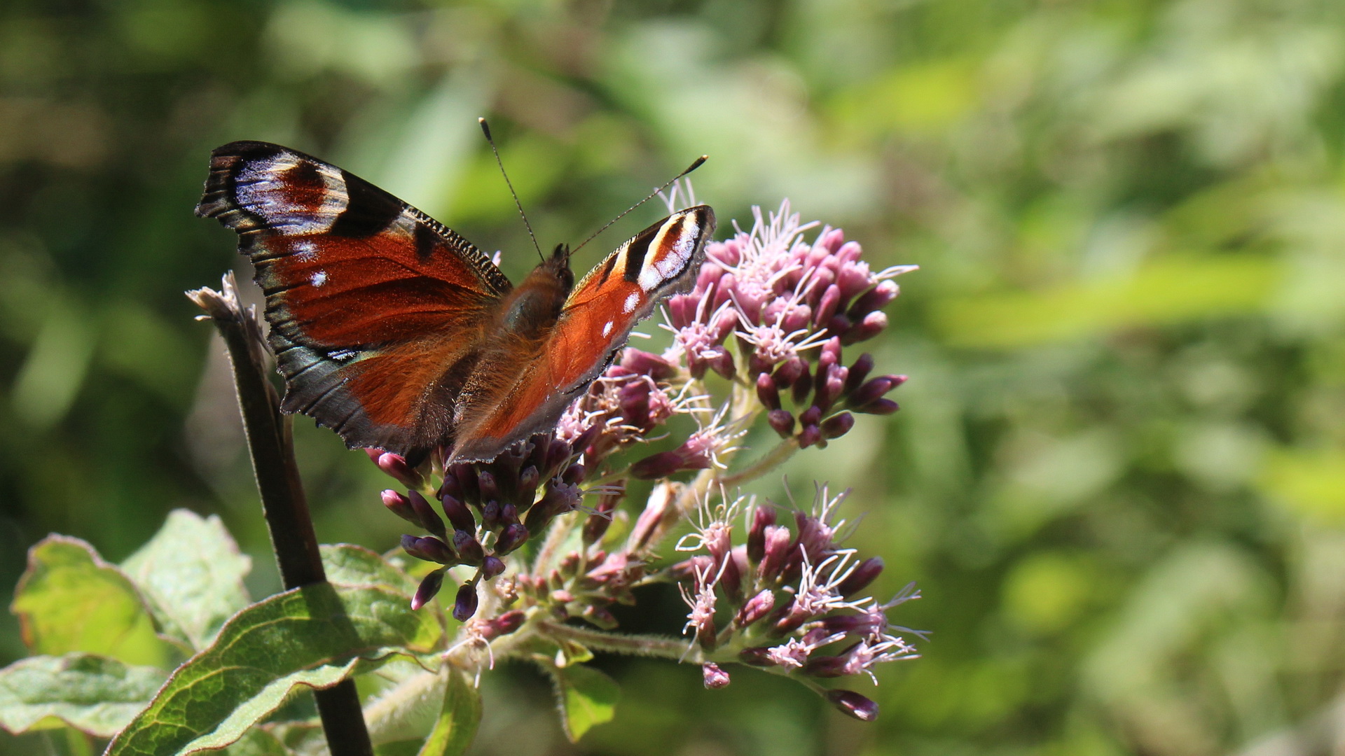 Aglais io