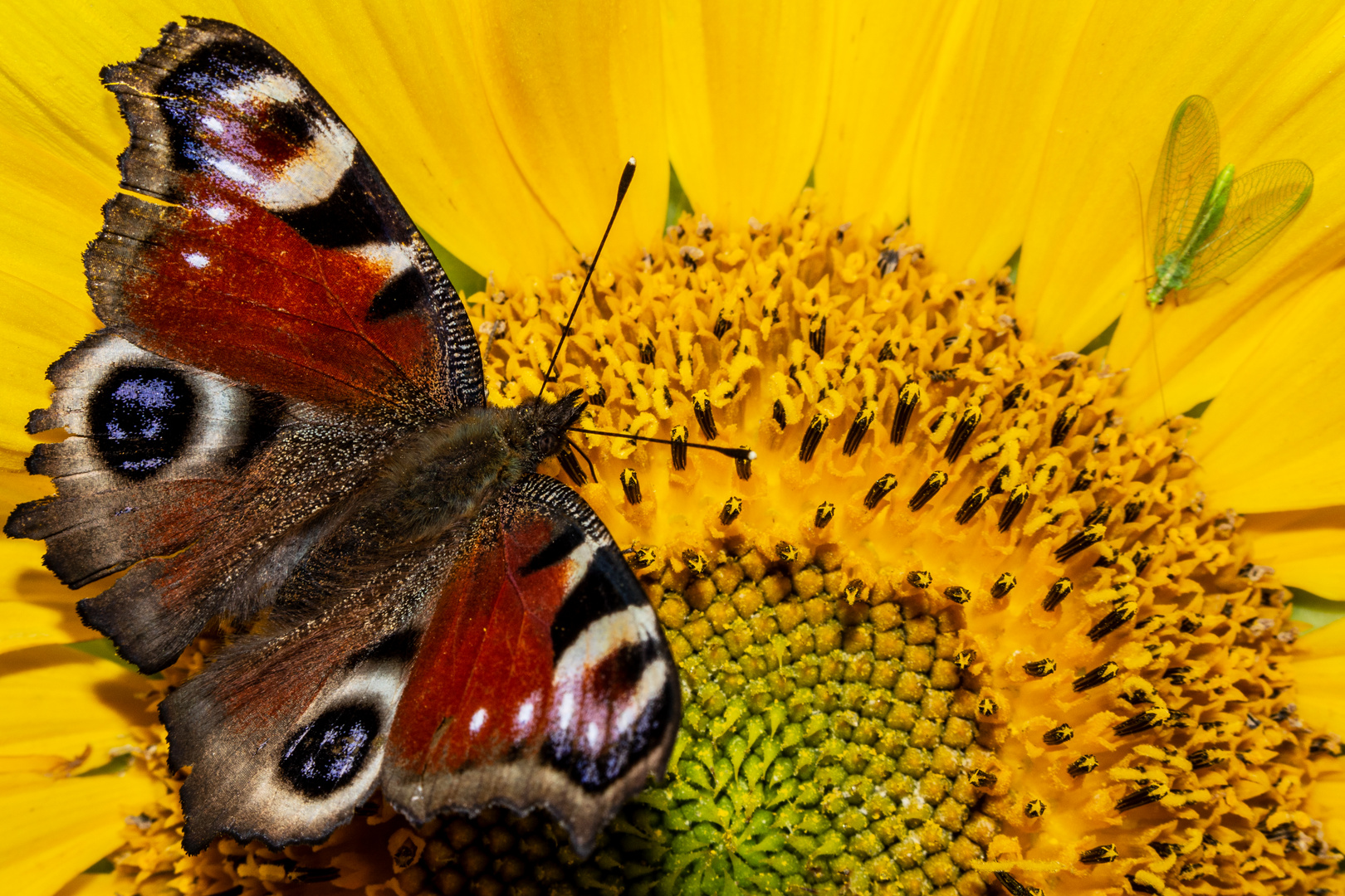 Aglais io & Chrysoperla carnea