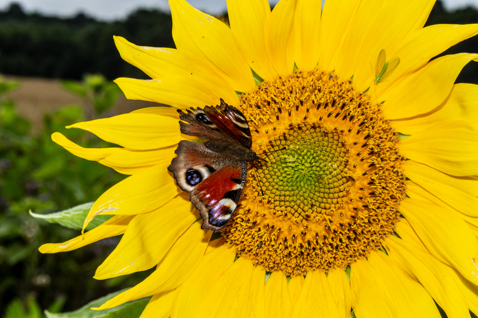 Aglais io (left) and Chrysoperla carnea  (right) on a Sunflower