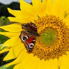 Aglais io (left) and Chrysoperla carnea  (right) on a Sunflower