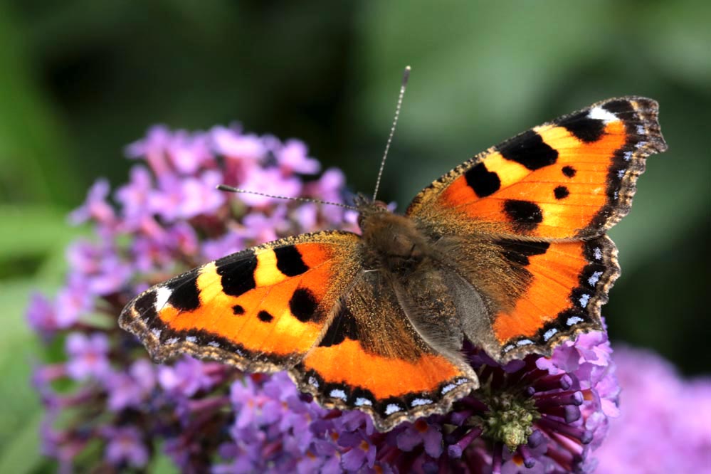 Aglais urticae