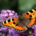 Aglais urticae