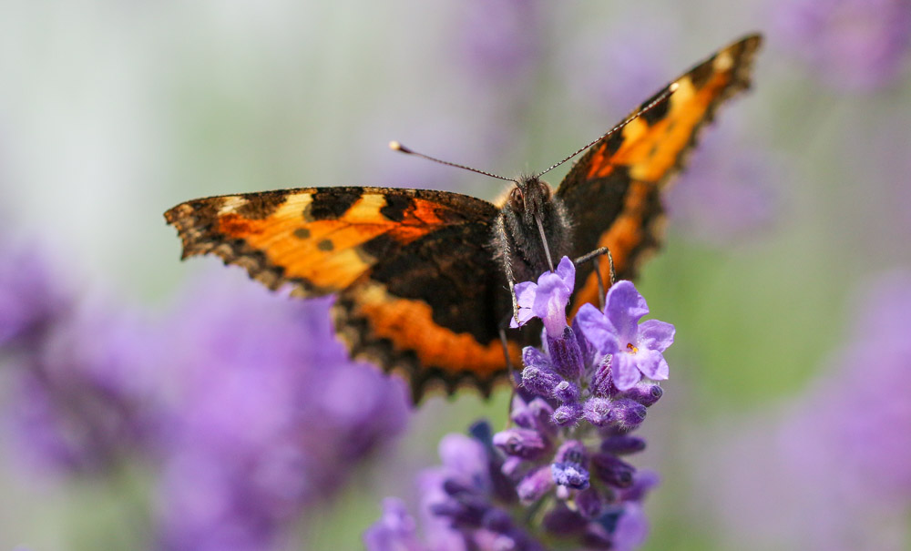 Aglais urticae