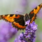 Aglais urticae