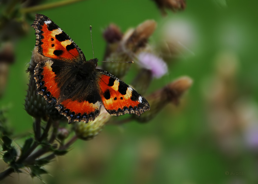 Aglais urticae