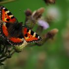 Aglais urticae