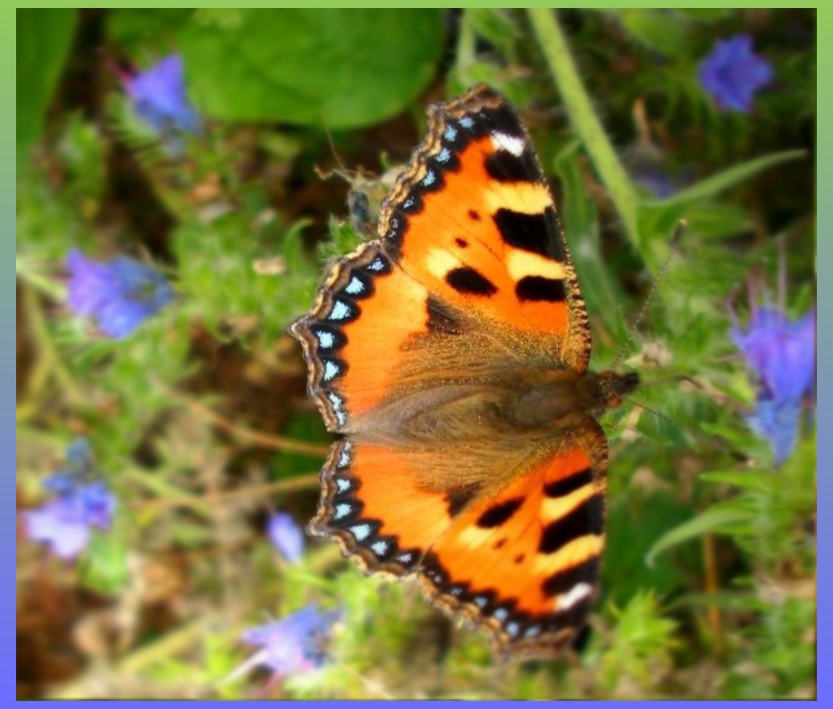 Aglais Urticae