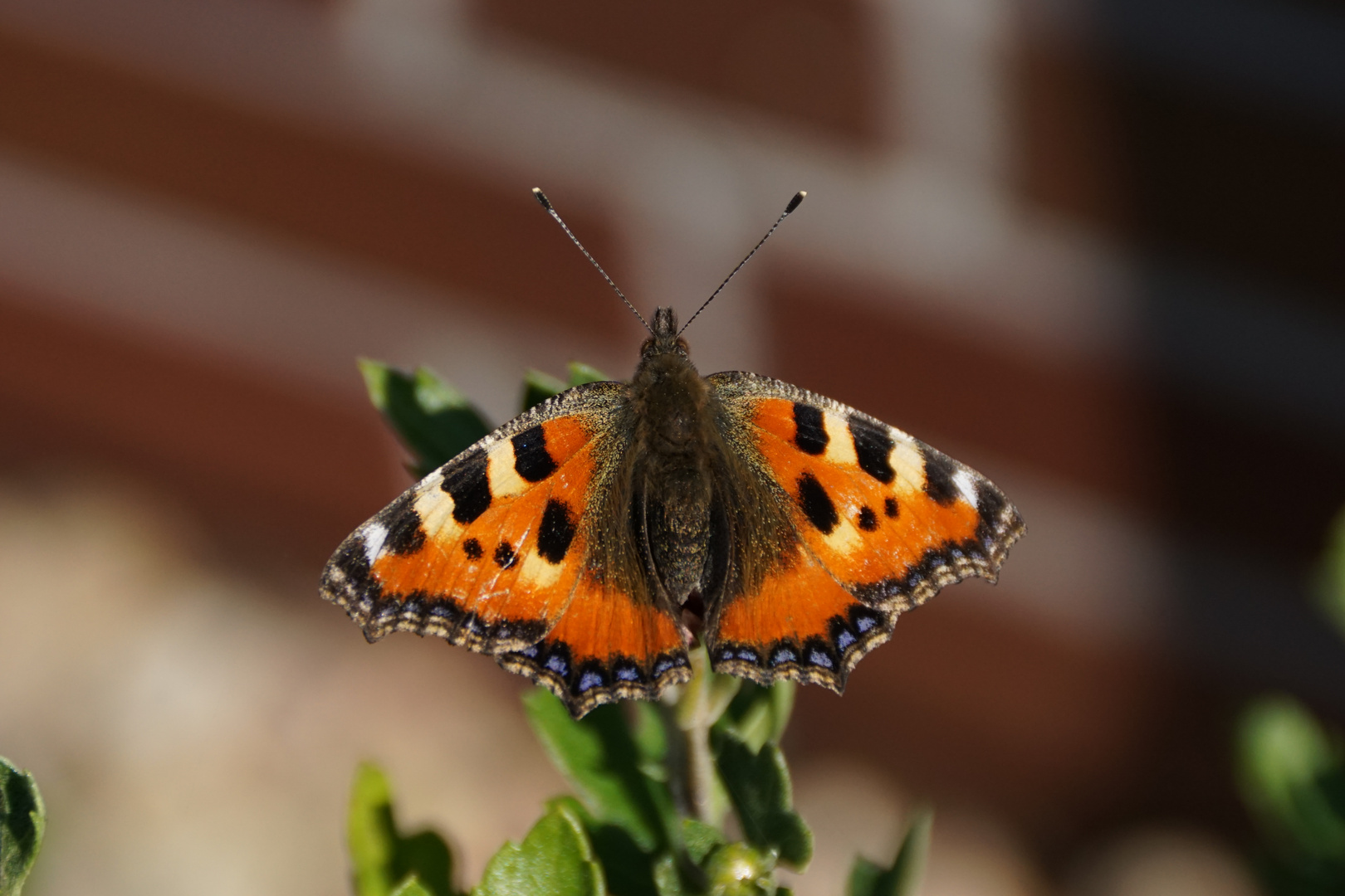 Aglais urticae