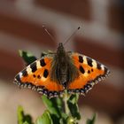 Aglais urticae