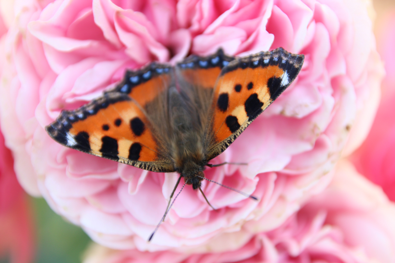 Aglais urticae