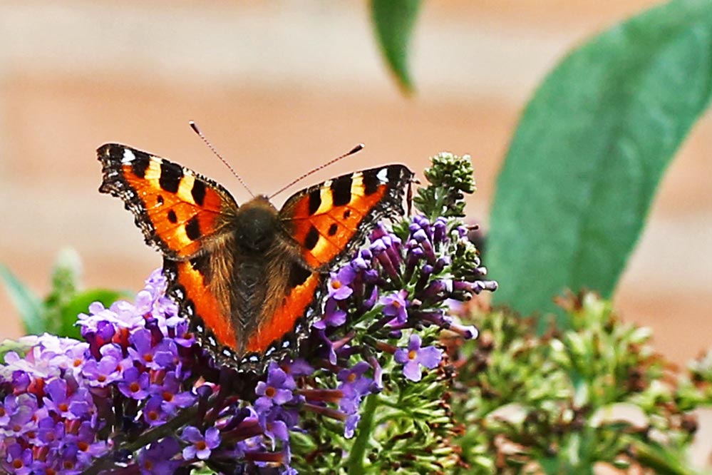 Aglais urticae