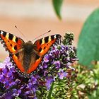 Aglais urticae