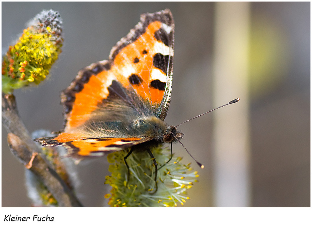 ˜Aglais urticae˜