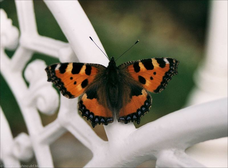 aglais urticae