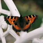 aglais urticae