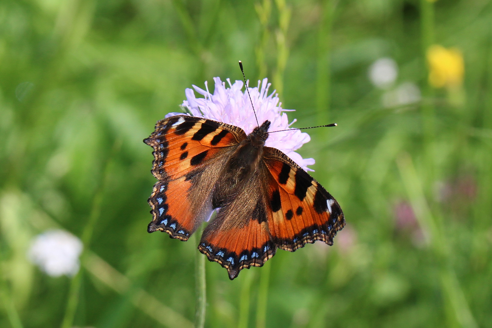 Aglais urticae