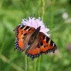 Aglais urticae