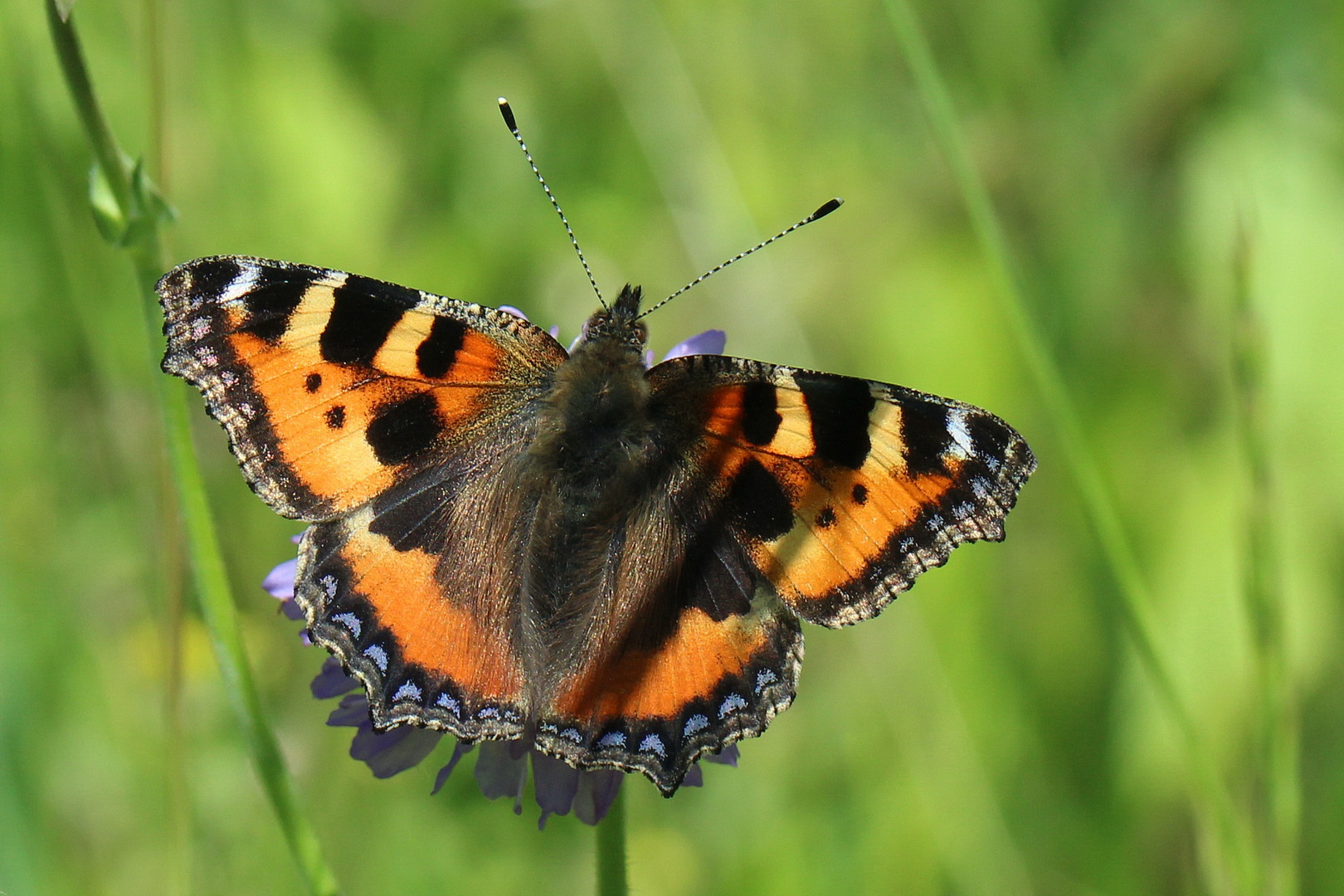 Aglais urticae