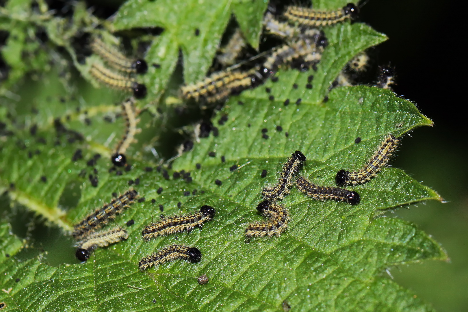 Aglais urticae