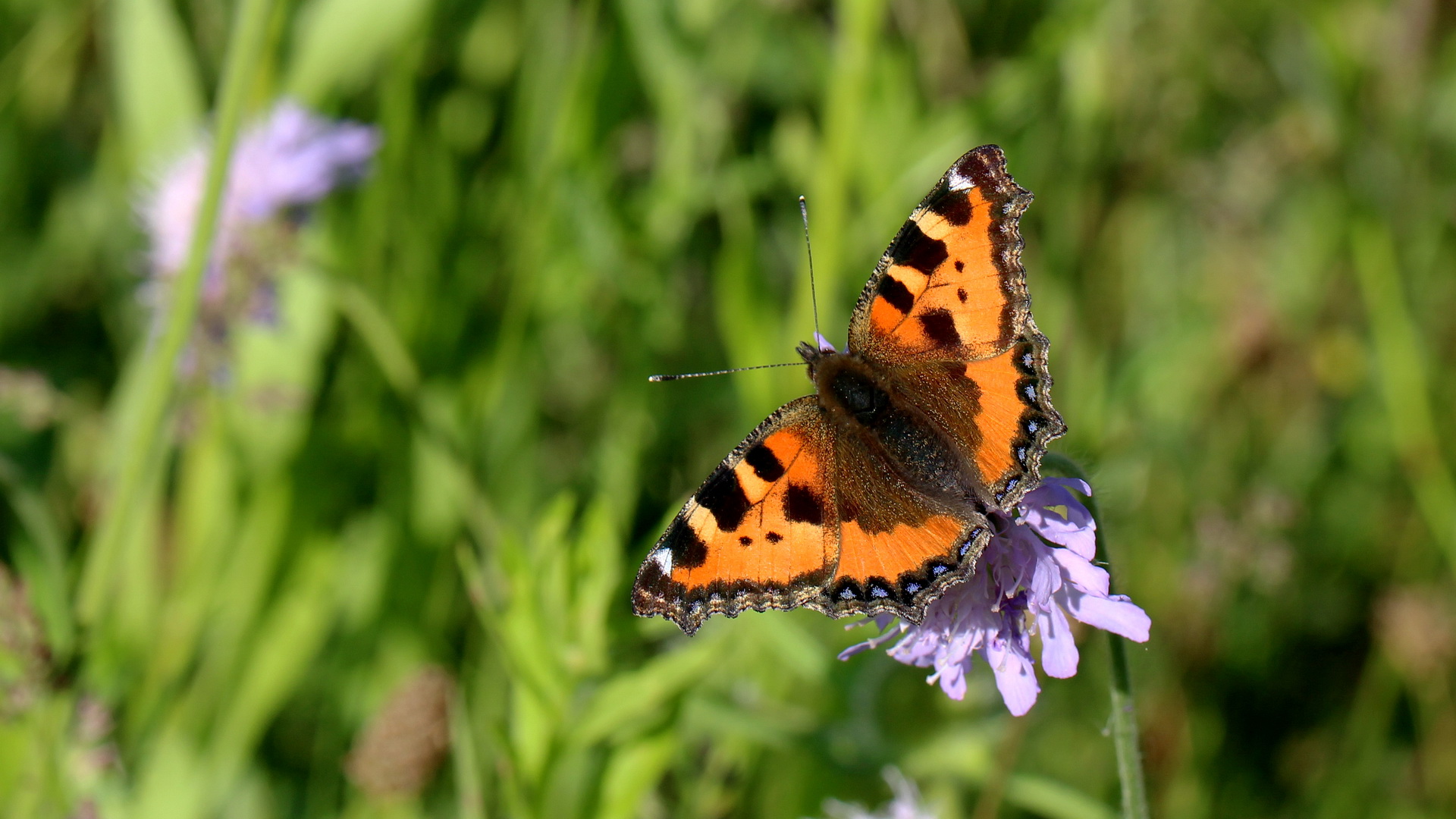 Aglais urticae