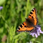 Aglais urticae