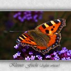 Aglais urticae