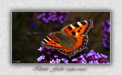 Aglais urticae